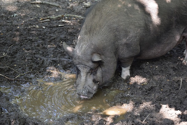 的进球小胜 的进球小胜